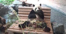 Московский зоопарк запланировал бесплатный показ фильма про панд