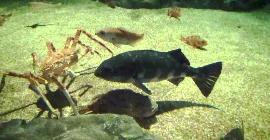 Морской монах: очень редкая рыба, выловить которую можно лишь у острова Хонсю
