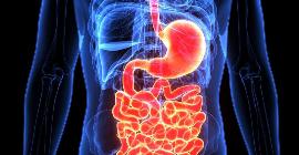 Тонкий кишечник: Важнейший орган системы пищеварения
