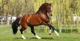 Лошадь английской верховой чистокровной породы признана самой быстрой