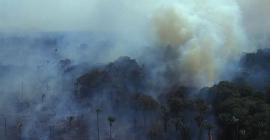 Уничтожение лесов Амазонки пожарами и вырубкой не снижает запас кислорода Земли