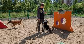 В Москве стали появляться удобные площадки для выгула собак