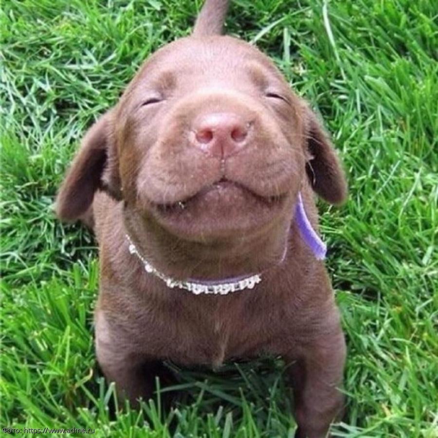 Собака улыбается позитив