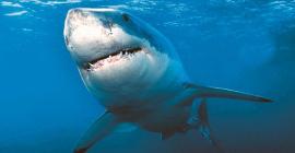 Важность акул для общего биоразнообразия и здоровья экосистем мирового океана