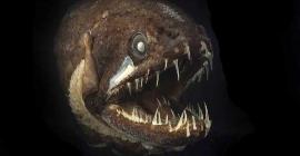 Жизнь в темных глубинах: 10 глубоководных существ, способных напугать своим устрашающим видом