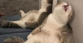 10 смешных фото котов, которые уснули в странных позах