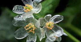 Двулистник Грея – «хрустальный цветок», который боится дождя