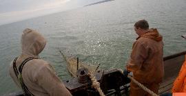 Более 900 тысяч рублей ущерба морским биоресурсам Азовского моря нанесли промысловики