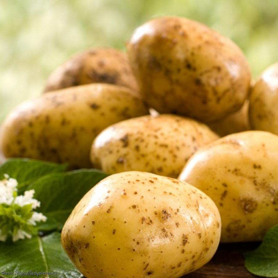 Учёные из Гарварда рассказали, чем опасен картофель
