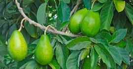 Авокадо: полезные и вредные свойства фрукта