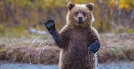 10 фактов о медведях, о которых нам не рассказывали в детстве