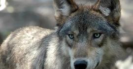 Монгольский серый волк установил рекорд, пройдя за год больше 7 тысяч километров