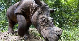 Малайзия прощается с Иманом, его последним суматранским носорогом