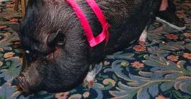 В штате Пенсильвания свинье поставили памятник за спасение своей хозяйки