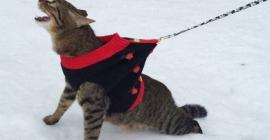 10 смешных фото кошек и их реакции на снег
