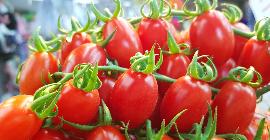 Эксперты группы компаний «Мое Лето» выбрали 5 популярных сортов томатов черри в 2019 году
