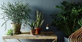 Четыре комнатных растения, которые привлекают богатство в дом