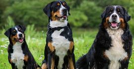 Тест: проверьте интуицию, угадывая клички собак по их фотографиям