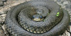 Змеи могут быть первоначальным источником вспышки коронавируса в Китае