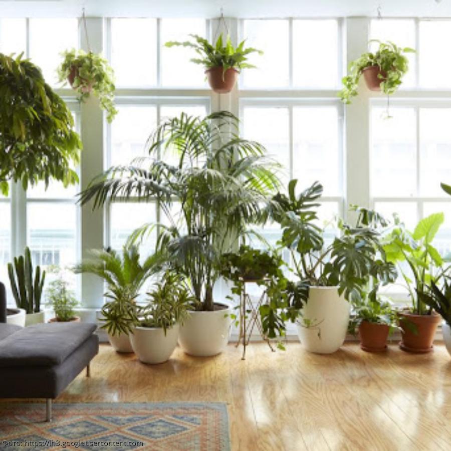 Комнатные растения комнатное цветоводство