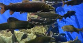 ТОП 7 ценных промысловых видов рыбы Байкала
