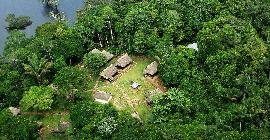Амазонские деревья пишут автобиографии, сохраняя человеческую историю в своем лесу