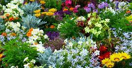 5 многолетников, цветущих все лето – беспроигрышный вариант для озеленения садового участка