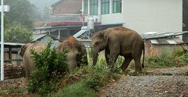 Слонам тоже нужен праздник: животные, выпившие кукурузного вина, мирно заснули в чайном саду