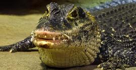 Люди, живущие рядом с крокодилами, могут научить нас сосуществовать с дикой природой