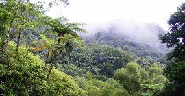 Потепление на 2 °C подтолкнет большинство тропических лесов к обратному выделению углерода в атмосферу