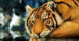 Вымирающие тигры сталкиваются с растущими угрозами от азиатского дорожно-строительного бума
