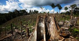 Как Бразилия разрушает земли коренных народов, поощряя незаконную деятельность