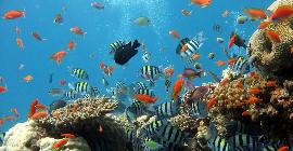 Коралловые рифы: изменение климата и пестициды могут привести к гибели популяции рыб