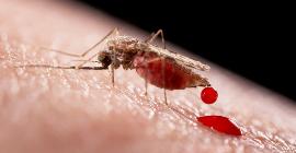 Малярия: новая карта показывает, какие районы будут подвержены риску из-за глобального потепления