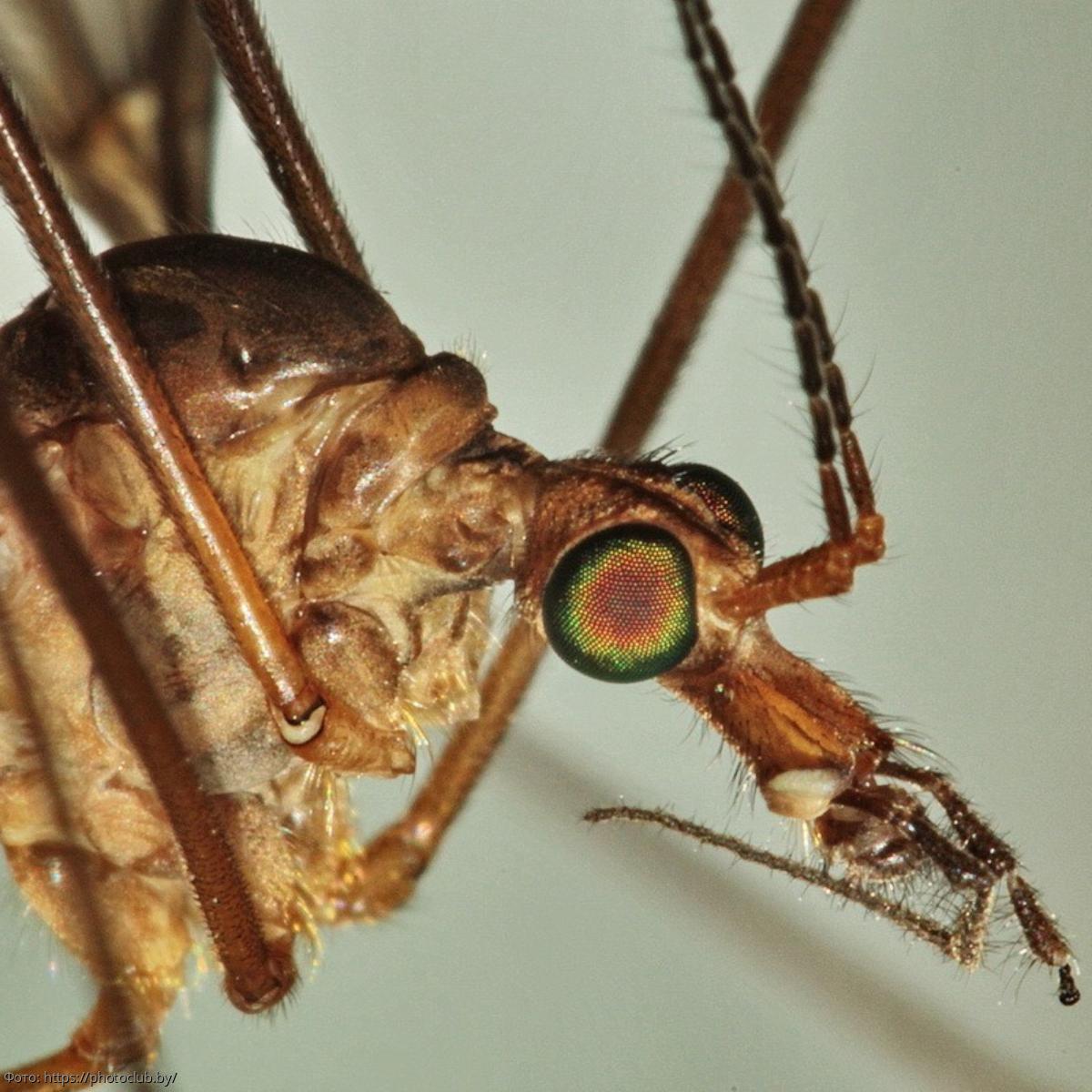 С глобальным потеплением комары переносят другие болезни