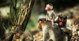 Приматы сталкиваются с надвигающимся кризисом вымирания
