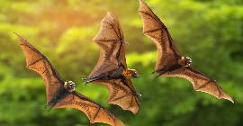 Любопытные дети: Как у некоторых животных появились крылья, чтобы летать?