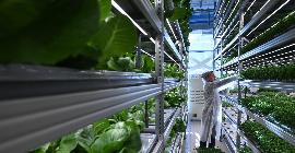 Вертикальные фермы с искусственным интеллектом обещают революцию в сельском хозяйстве