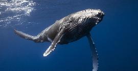 Обнадеживающее возвращение полярных китов