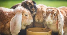 Рейтинг ТОП-10 популярных кормов для домашних кроликов