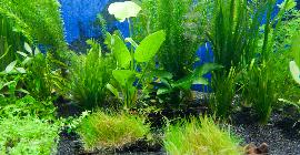 Топ 15 аквариумных растений
