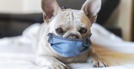 У человека выявили собачий коронавирус. Нужно ли волноваться?