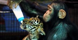 «Усыновление» среди животных не имеет эволюционного смысла, так почему же это происходит?