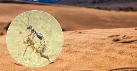 Муравьи на раскаленной плите: как выжить в жарком аду Сахары