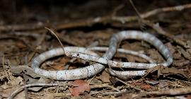 Мадагаскарская змея лангаха: ядовитое чешуйчатое существо из фантастического мира