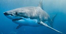 Акулы почти вымерли 19 миллионов лет назад и не оправились от этого по сей день