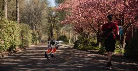 Двуногий автономный робот Кэсси сумел пробежать 5 километров