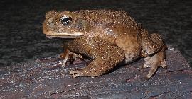 В Австралии агрессивные гигантские жабы становятся безжалостными каннибалами