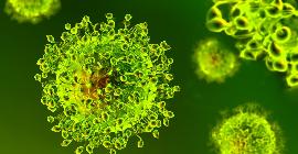 Что происходит, когда два очень разных респираторных вируса заражают одну и ту же клетку. Новое исследование