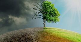 Климатический кризис: что на самом деле могут сделать деревья для нас?